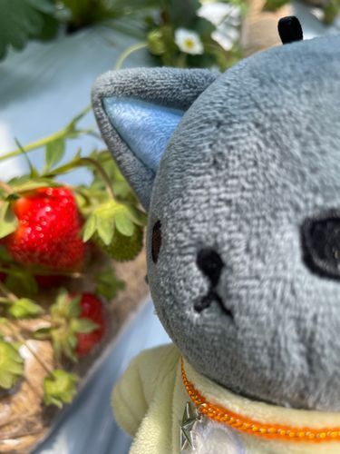いちご🍓💖