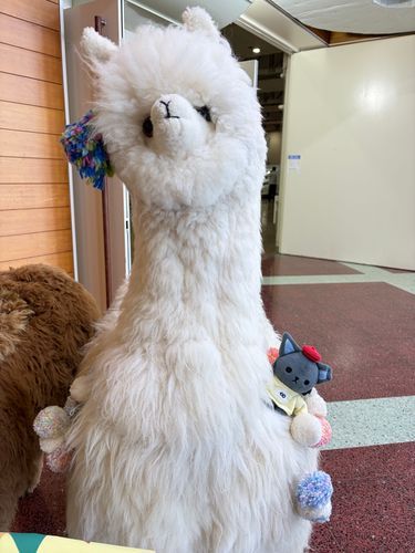 アルパカにのりました！
ふわふわ！
