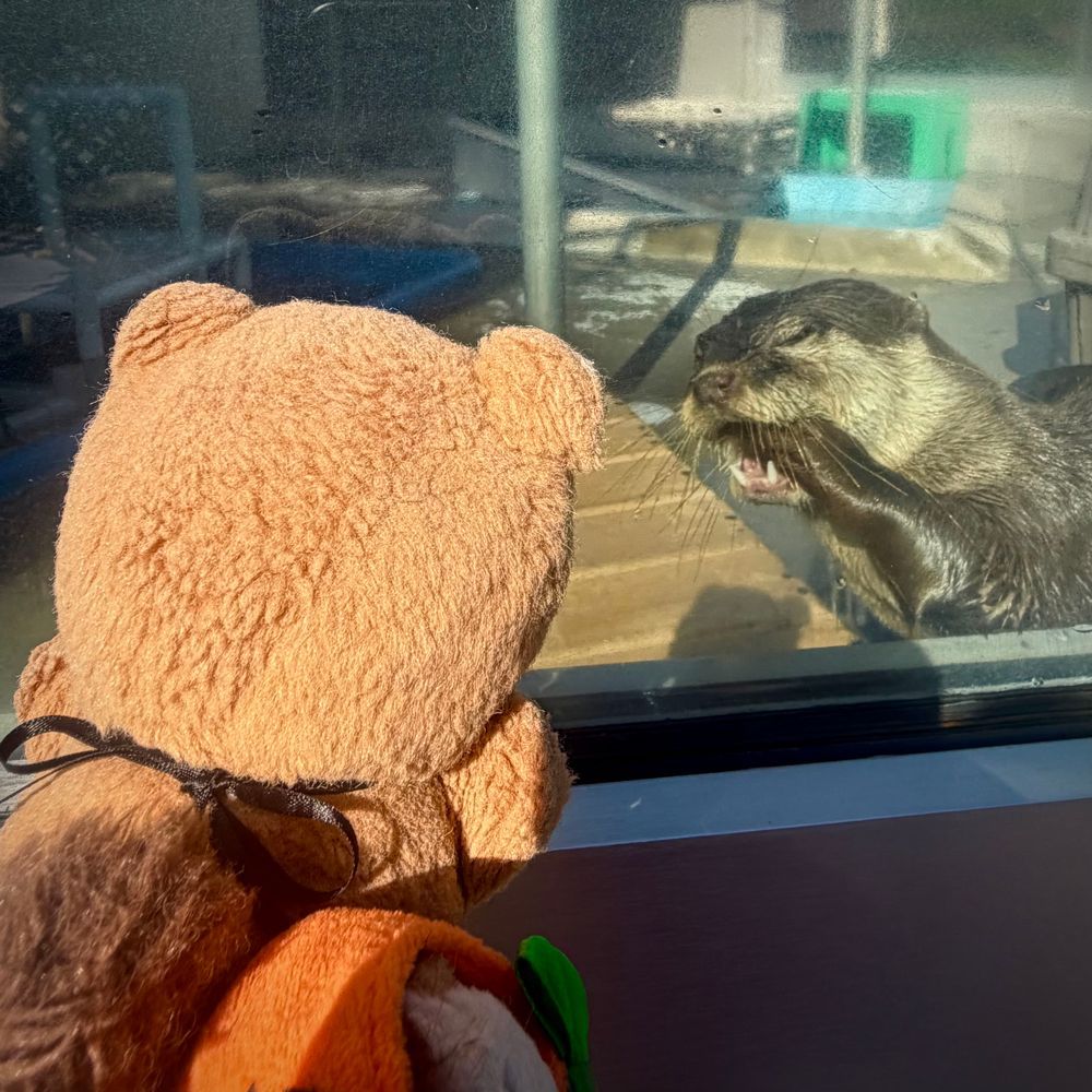 おしゃしん つづき🐿
はなびよりには ふわもこの かわうそさんと ほんものの かわうそさんが いるんだよ~💖
ほんものの かわうそさんに あって ちゃーちゃんは びっくり しちゃた みたい🤭
3まいめは おにわで みつけた はろうぃんからーの とうがらし だよ~🌶
はっぱも くろくて びっくり✨️
はろうぃんの ひが ますます たのしみに なちゃう おでかけ だったよ~🎃👻🎶
(՞ . ̫ .՞)︎💕︎