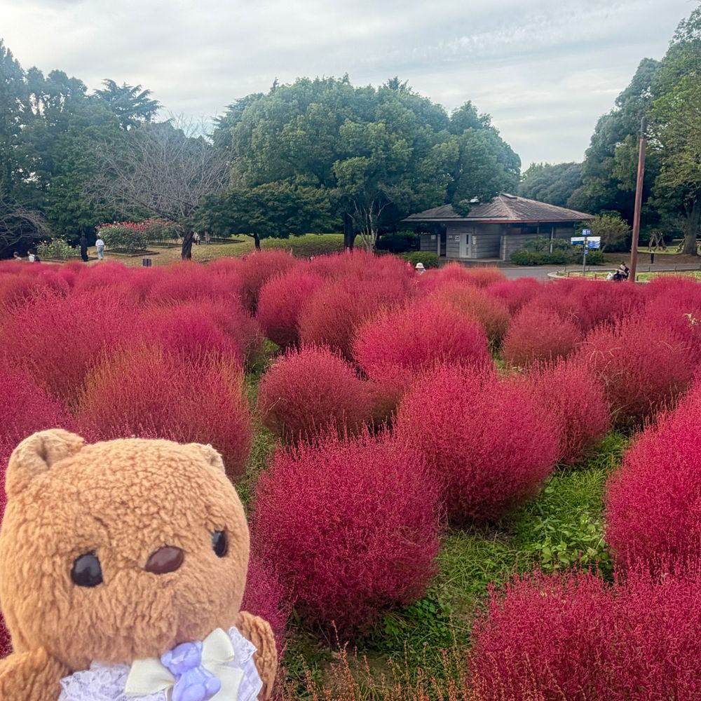 きのうの つづき🐿🎶

きょねんは みどりが おおい こきあを みたけど ことしは もっともっと あきの おいろが みられたよ💖

2まいめの おしゃしん 1ほんの きが きれいな つーとんからーに なってるの おもしろいよねえ✨️

おてんき よくて とっても たのし おでかけ なったよ🎶

やぱり りす まんまる こきあに にてるかなあ…💦
‪(՞ .  ̫ .՞)︎💕︎