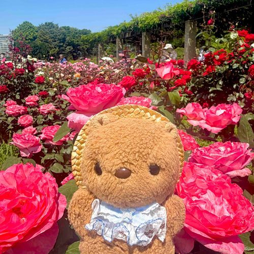 ことしも じんだいしょくぶつこうえんの ばらふぇすた いったよ～🌹
いつもより はやく はいれるひで しゃぼんだまの じかんも あったよ🫧
おしゃしん とりすぎちゃたから えらんで また とうこう するね🎶
‪(՞ .  ̫ .՞)︎💕︎