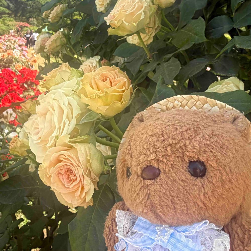 ことしも じんだいしょくぶつこうえんの ばらふぇすた いったよ～🌹
いつもより はやく はいれるひで しゃぼんだまの じかんも あったよ🫧
おしゃしん とりすぎちゃたから えらんで また とうこう するね🎶
‪(՞ .  ̫ .՞)︎💕︎