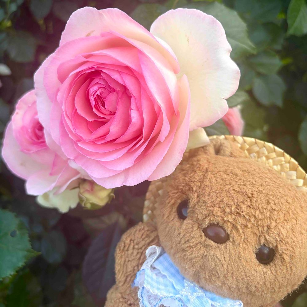 🐿ばらふぇすた おしゃしん2🐿

ことしも ばらそふと たべたよ🌹
あつかったから とっても おいしかった～🎶
あおい おそらの したで いろんな しゅるいの ばらが きれいに さいてたよ🌹✨️
まんかいの ときに いけて よかったなあ💖
おしゃしん もうちょと つづくよ～🎶
‪(՞ .  ̫ .՞)︎💕︎