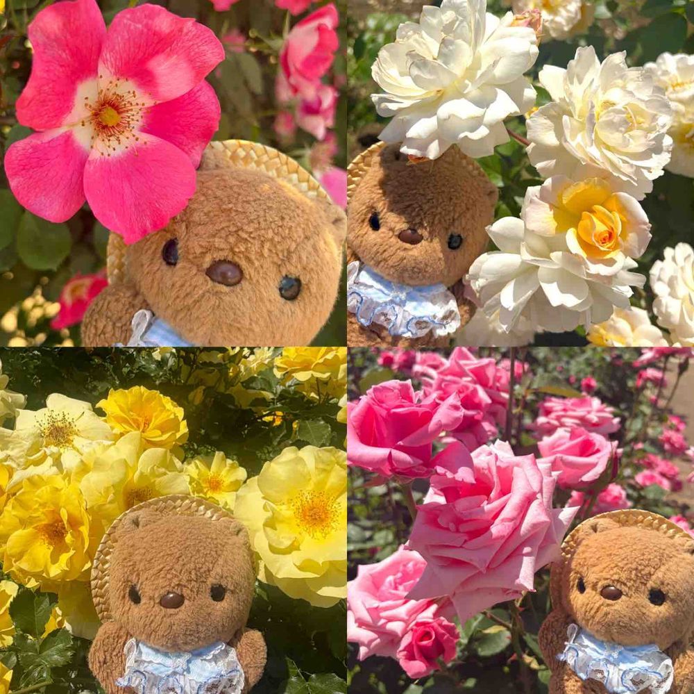 🐿ばらふぇすた おしゃしん2🐿

ことしも ばらそふと たべたよ🌹
あつかったから とっても おいしかった～🎶
あおい おそらの したで いろんな しゅるいの ばらが きれいに さいてたよ🌹✨️
まんかいの ときに いけて よかったなあ💖
おしゃしん もうちょと つづくよ～🎶
‪(՞ .  ̫ .՞)︎💕︎