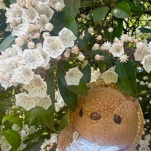 にちよびの おしゃしん つづき🐿

1～3まいめは ばらと おんなじくらい たのしみに してた かるみあ✨️
りすの だいすきな おはな だよ～💖
あぽろちょこ みたいな つぼみも かわいよね🎶

4まいめは かっこい おなまえの しゃくやく✨️
しゃくやく・ぼたんえんも みごろ だったよ～🎶
‪(՞ .  ̫ .՞)︎💕︎