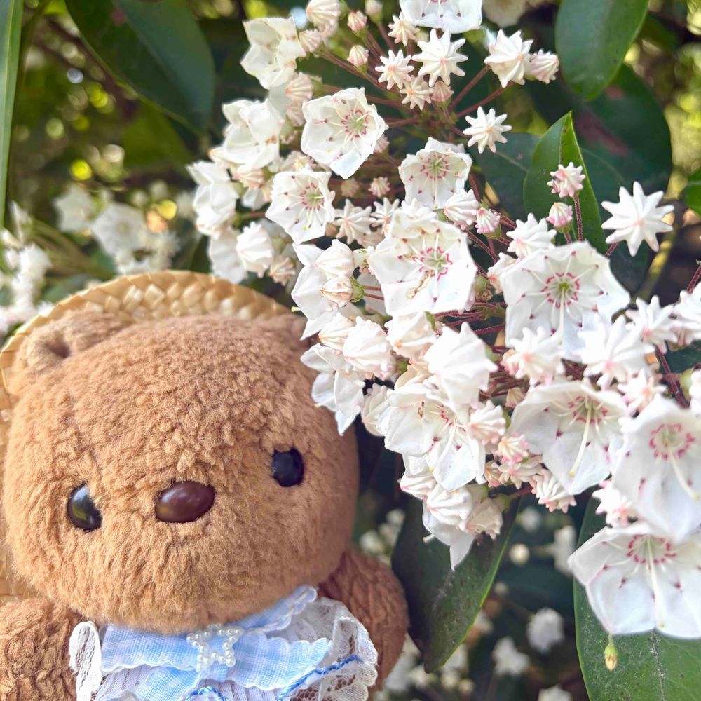 にちよびの おしゃしん つづき🐿

1～3まいめは ばらと おんなじくらい たのしみに してた かるみあ✨️
りすの だいすきな おはな だよ～💖
あぽろちょこ みたいな つぼみも かわいよね🎶

4まいめは かっこい おなまえの しゃくやく✨️
しゃくやく・ぼたんえんも みごろ だったよ～🎶
‪(՞ .  ̫ .՞)︎💕︎