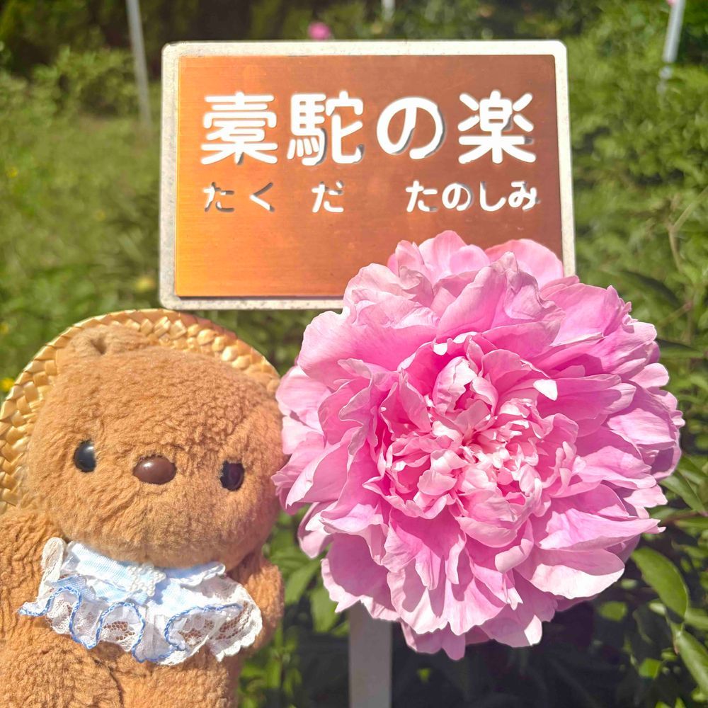 にちよびの おしゃしん つづき🐿

1～3まいめは ばらと おんなじくらい たのしみに してた かるみあ✨️
りすの だいすきな おはな だよ～💖
あぽろちょこ みたいな つぼみも かわいよね🎶

4まいめは かっこい おなまえの しゃくやく✨️
しゃくやく・ぼたんえんも みごろ だったよ～🎶
‪(՞ .  ̫ .՞)︎💕︎