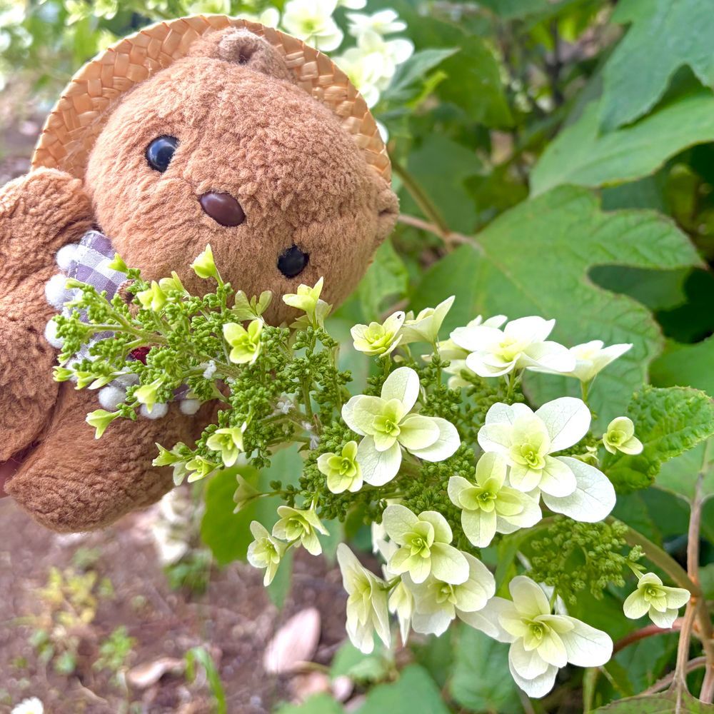 きょも あつかったよ～💦
ちゃーちゃん おぼうし わすれちゃたけど とっても げんきに あそんでたよ🎶
おみず のんで ひかげで おやすみ だいじ✨️

こうえんの かしわばあじさい さきはじめてたよ💖
かぜに ゆれて ゆらゆら
これから もっと おはなが ひらくね💠
‪(՞ .  ̫ .՞)︎💕︎