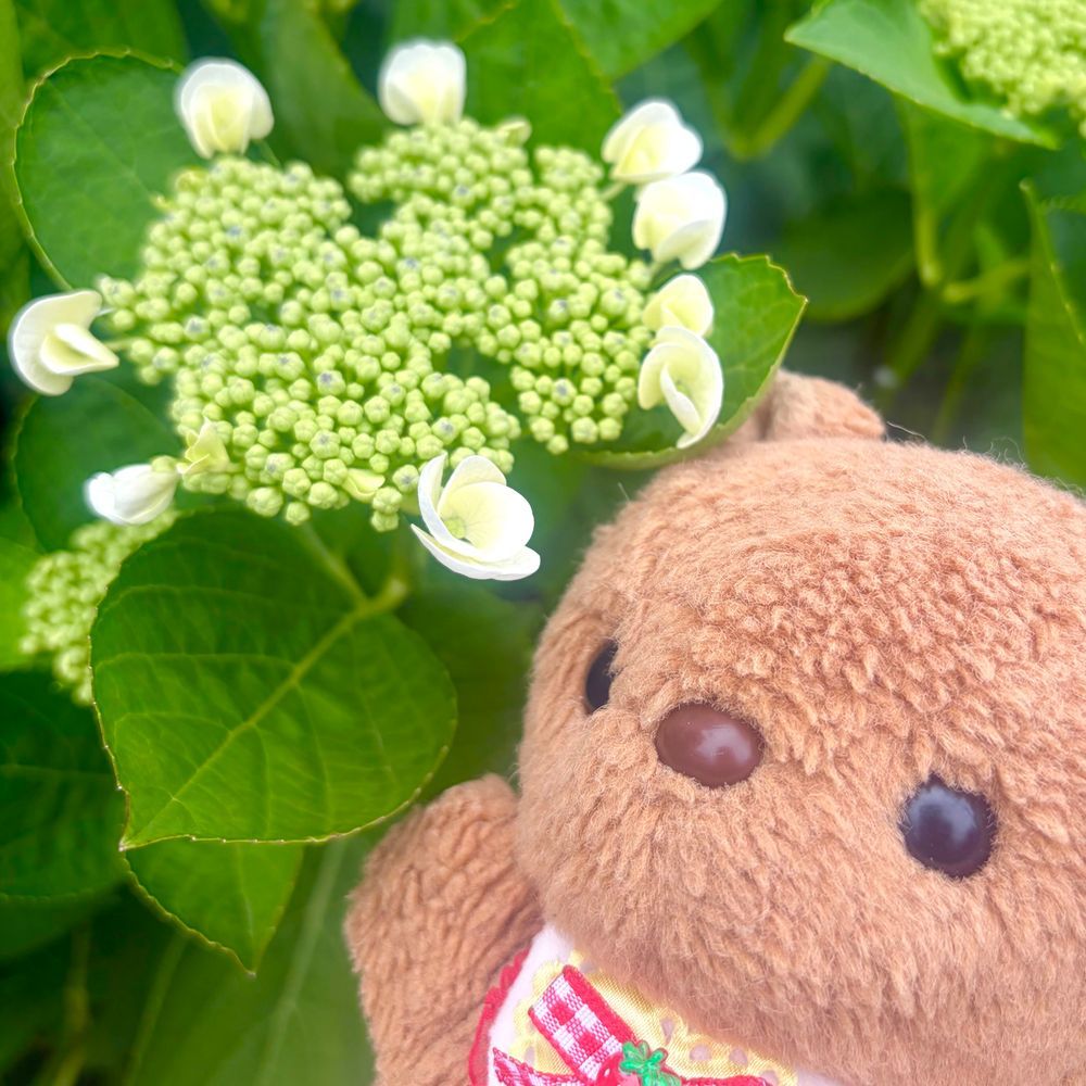でざふぇすで かってもらった およふくで おさんぽ🎶
いつのまにか あじさいが さきはじめてたよ～💖
りすは ことしも あじさいまつりが とっても たのしみ🎶
きんしばいの おはなも きれいに さいてるね✨️
あしたは おひさま あえるみたい☀️
また あつく なるのかなあ💦
‪(՞ .  ̫ .՞)︎💕︎