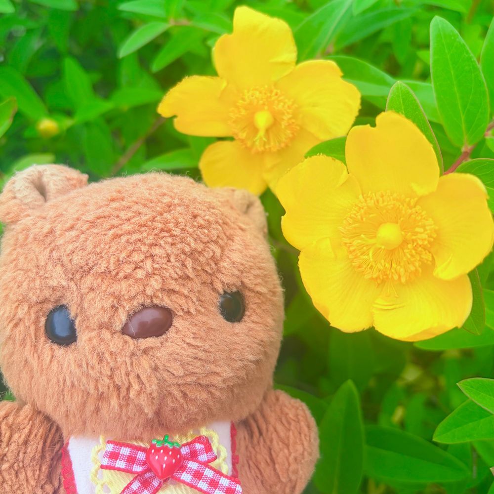 でざふぇすで かってもらった およふくで おさんぽ🎶
いつのまにか あじさいが さきはじめてたよ～💖
りすは ことしも あじさいまつりが とっても たのしみ🎶
きんしばいの おはなも きれいに さいてるね✨️
あしたは おひさま あえるみたい☀️
また あつく なるのかなあ💦
‪(՞ .  ̫ .՞)︎💕︎