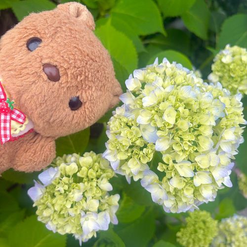 でざふぇすで かってもらった およふくで おさんぽ🎶
いつのまにか あじさいが さきはじめてたよ～💖
りすは ことしも あじさいまつりが とっても たのしみ🎶
きんしばいの おはなも きれいに さいてるね✨️
あしたは おひさま あえるみたい☀️
また あつく なるのかなあ💦
‪(՞ .  ̫ .՞)︎💕︎