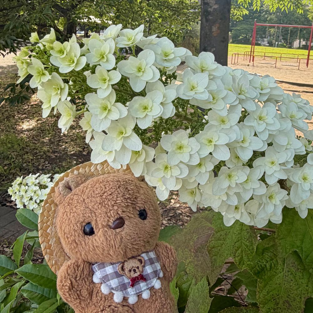 たちあおいの おはなが きれいに さいてたよ～💖
りすの おかおより おっきいね✨️
こうえんの かしわば あじさいも もさもさの まんかい🎶
りす さいきん おはなはかせも あこがれてるから しんけんに かんさつ したよ～🔎
‪(՞ .  ̫ .՞)︎💕︎