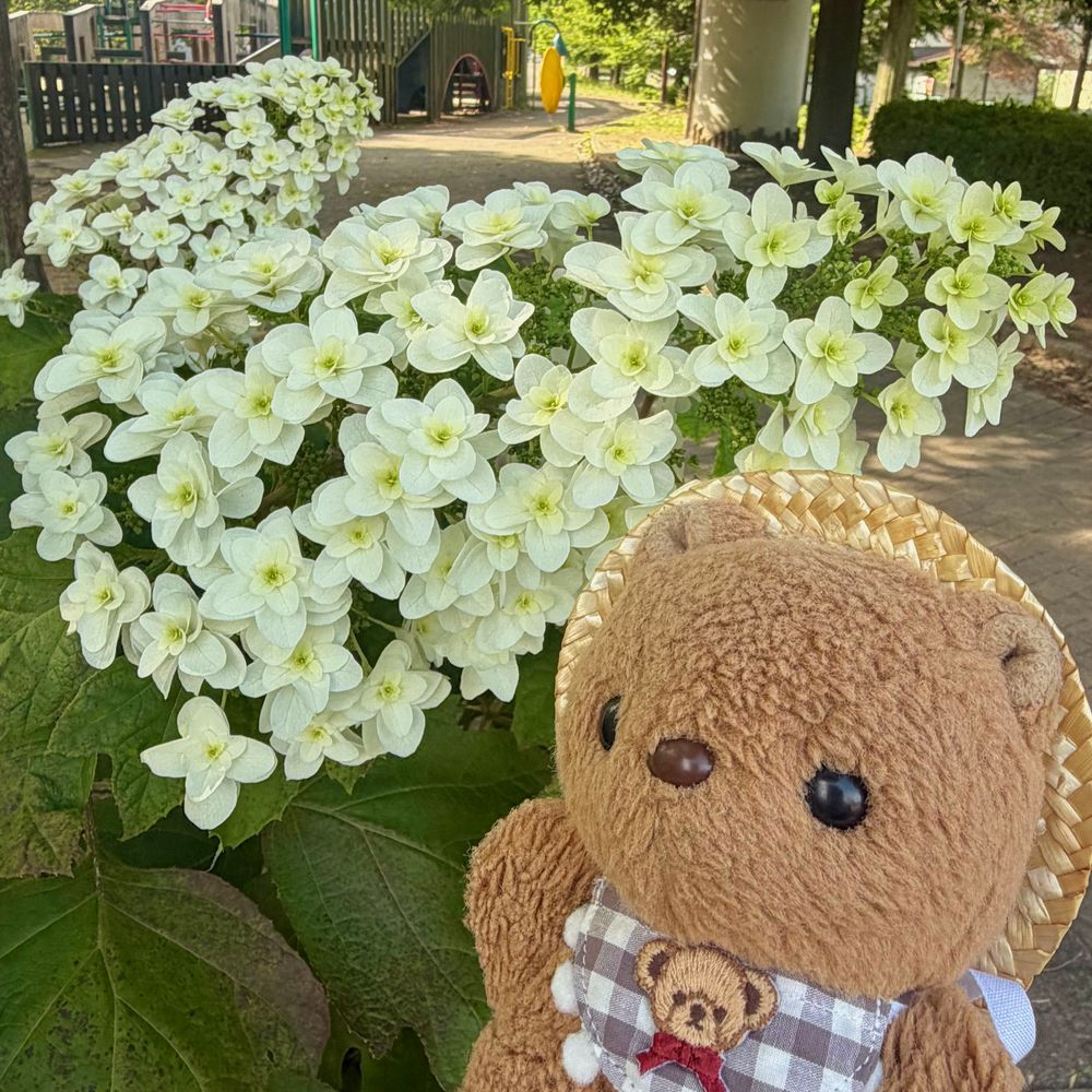 たちあおいの おはなが きれいに さいてたよ～💖
りすの おかおより おっきいね✨️
こうえんの かしわば あじさいも もさもさの まんかい🎶
りす さいきん おはなはかせも あこがれてるから しんけんに かんさつ したよ～🔎
‪(՞ .  ̫ .՞)︎💕︎