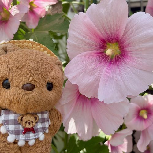 たちあおいの おはなが きれいに さいてたよ～💖
りすの おかおより おっきいね✨️
こうえんの かしわば あじさいも もさもさの まんかい🎶
りす さいきん おはなはかせも あこがれてるから しんけんに かんさつ したよ～🔎
‪(՞ .  ̫ .՞)︎💕︎
