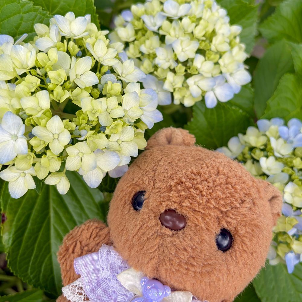 くもりの いちにち でも たのしく おさんぽ したよ💖
たいふうで おはなが しんぱい だったけど あじさいさんは げんきだね🎶

4まいめの おしゃしんは きのう もらった ふくしまの おみやげ✨️
ふわふわきじに くりーむが とっても おいしくて ひとはこ すぐ なくなっちゃいそだよ～🤤
‪(՞ .  ̫ .՞)︎💕︎