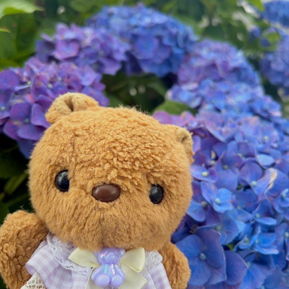 くもりの いちにち でも たのしく おさんぽ したよ💖
たいふうで おはなが しんぱい だったけど あじさいさんは げんきだね🎶

4まいめの おしゃしんは きのう もらった ふくしまの おみやげ✨️
ふわふわきじに くりーむが とっても おいしくて ひとはこ すぐ なくなっちゃいそだよ～🤤
‪(՞ .  ̫ .՞)︎💕︎