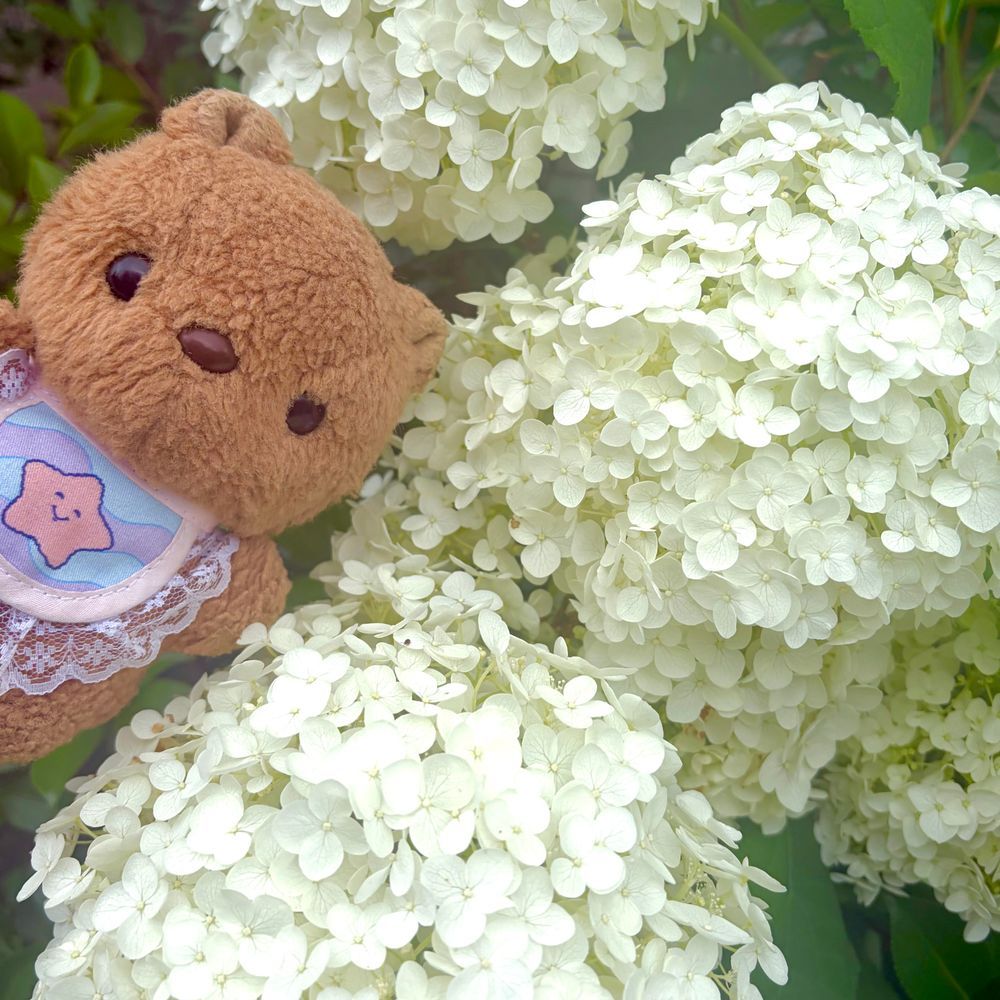 きょは すずしかったから ちょと とおくの こうえんまで おさんぽ🎶
おじいちゃんおばあちゃんも あそべる けんこうゆうぐて いうのが いろいろ あって たのしかったよ～✨️
ちゃーちゃんは また だだっこして きたく きょひ💦
また あそびに こよね💖

かえりみち おっきな あなべるも きれいに さいてたよ～🎶
‪(՞ .  ̫ .՞)︎💕︎