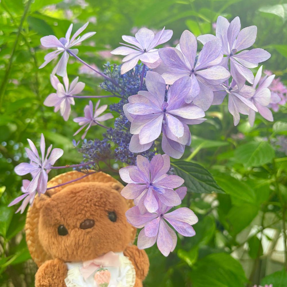 ことしも たかはたふどうの あじさいまつり いってきたよ～✨️
ひじかたとしぞさん こんにちは🎶
また おしゃしん とりすぎちゃたから ゆっくり えらんで また あした とうこう するね💖
‪(՞ .  ̫ .՞)︎💕︎