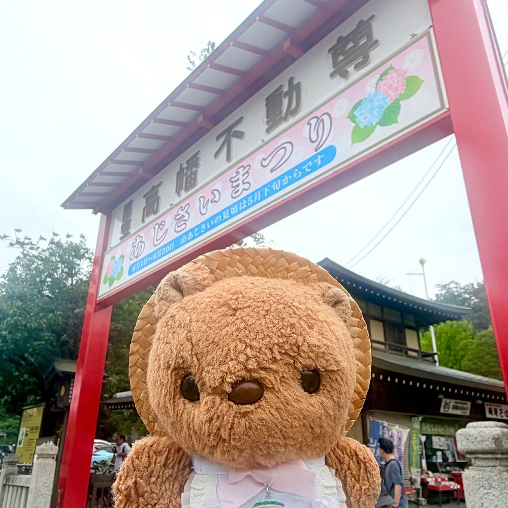ことしも たかはたふどうの あじさいまつり いってきたよ～✨️
ひじかたとしぞさん こんにちは🎶
また おしゃしん とりすぎちゃたから ゆっくり えらんで また あした とうこう するね💖
‪(՞ .  ̫ .՞)︎💕︎