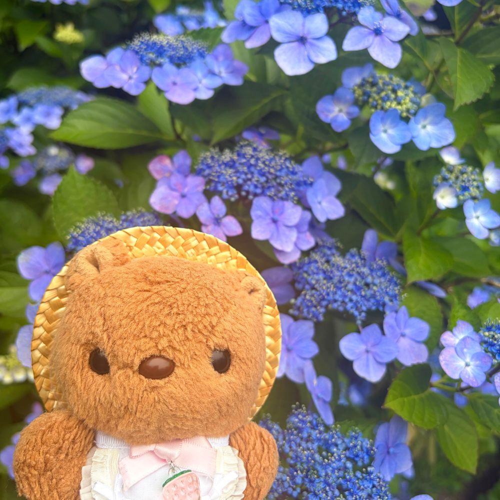 🐿あじさいまつり おしゃしん 2🐿

りすは いろんな おいろの あじさいさんに かこまれてる 1まいめの おしゃしんが とっても おきにいり💖
たかはたふどうは うらの ちちゃな おやまの なかも やまあじさいが い～ぱい さいてるよ🎶
ぜんぶで 250しゅるいも あるんだって～✨️
かしわばあじさいも とっても きれい だったから また あした おしゃしん とうこう するね🎶
‪(՞ .  ̫ .՞)︎💕︎
