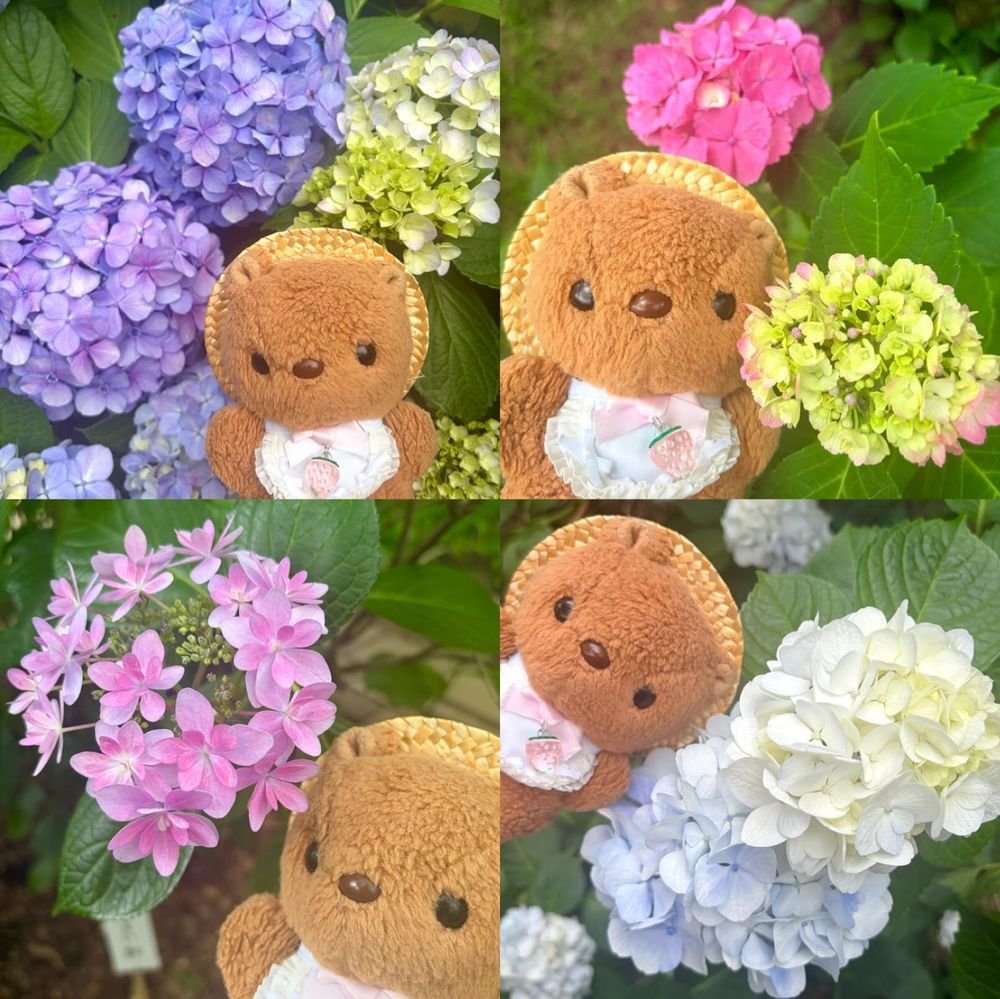 🐿あじさいまつり おしゃしん 2🐿

りすは いろんな おいろの あじさいさんに かこまれてる 1まいめの おしゃしんが とっても おきにいり💖
たかはたふどうは うらの ちちゃな おやまの なかも やまあじさいが い～ぱい さいてるよ🎶
ぜんぶで 250しゅるいも あるんだって～✨️
かしわばあじさいも とっても きれい だったから また あした おしゃしん とうこう するね🎶
‪(՞ .  ̫ .՞)︎💕︎
