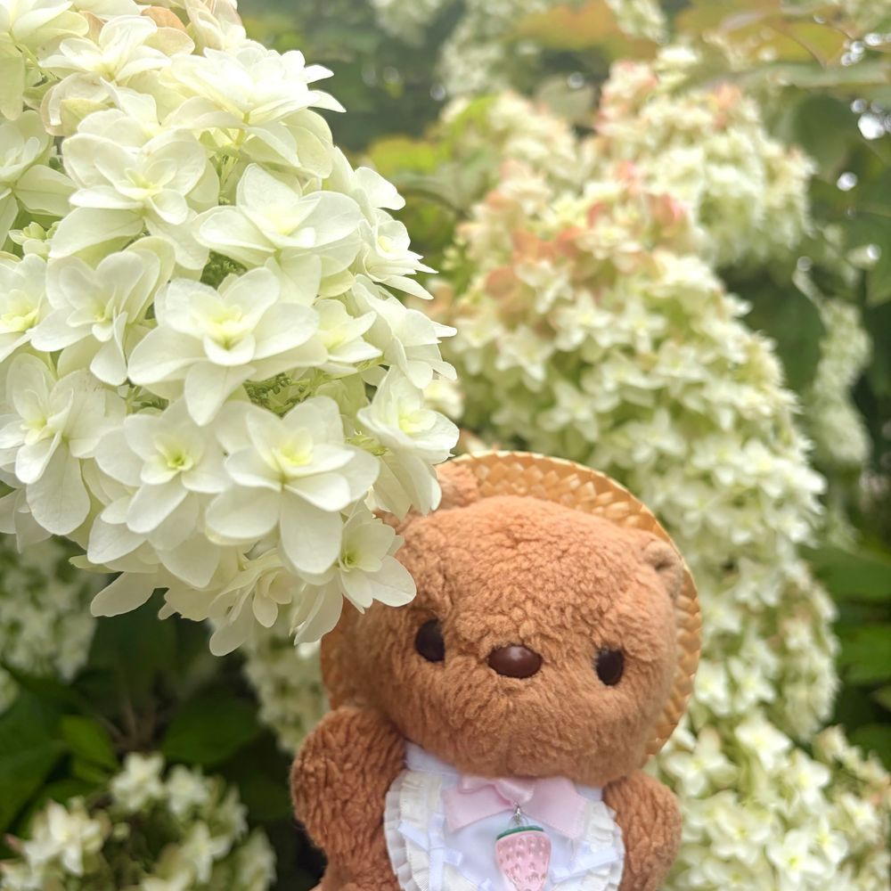 🐿あじさいまつり おしゃしん3🐿
いろが かわりはじめた かしわばあじさい と~っても きれいで かんどう しちゃた🥹
これから もっと ぴんくに なって みどりが まざって すてきな あんてぃーくからーに なって いくね💖
こんかいも おしゃしん いぱい みてくれて ありがとだよ~🎶
かいぬしは にたよな おしゃしんが おおく なちゃたの はんせい してるんだって🤭
さっき おっきな じしんが あったけど みんなの おうちの ほうは だいじょぶかな?
(՞ . ̫ .՞)︎💕︎