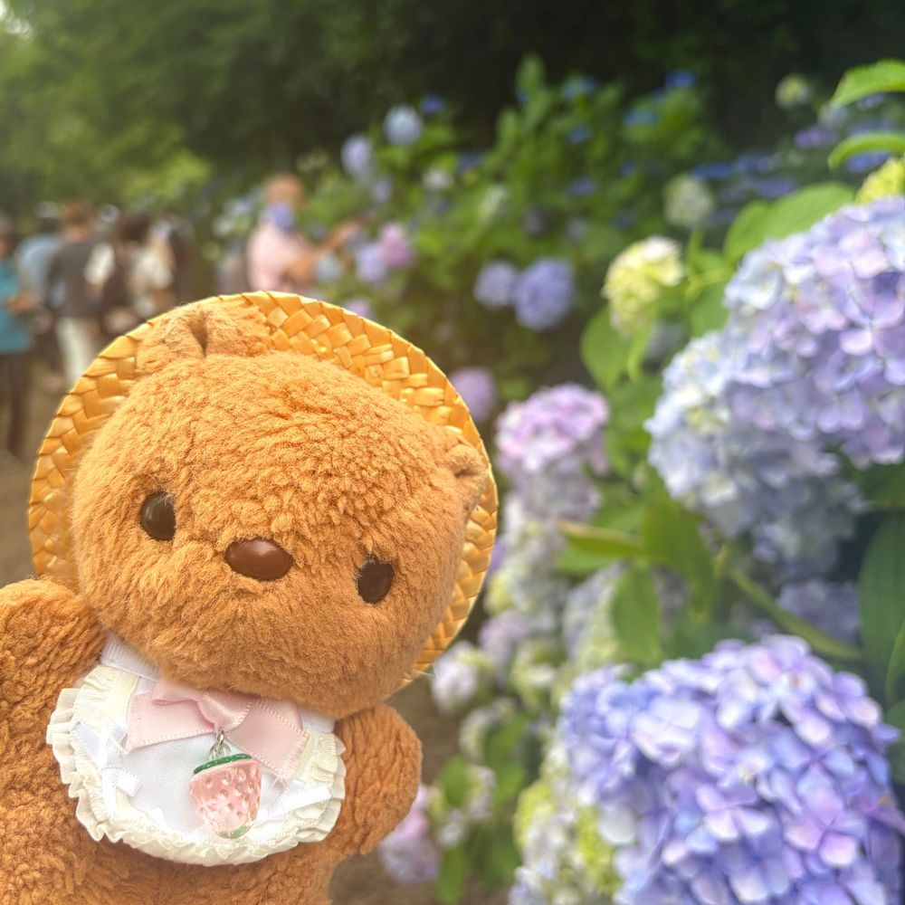 🐿あじさいまつり おしゃしん3🐿
いろが かわりはじめた かしわばあじさい と~っても きれいで かんどう しちゃた🥹
これから もっと ぴんくに なって みどりが まざって すてきな あんてぃーくからーに なって いくね💖
こんかいも おしゃしん いぱい みてくれて ありがとだよ~🎶
かいぬしは にたよな おしゃしんが おおく なちゃたの はんせい してるんだって🤭
さっき おっきな じしんが あったけど みんなの おうちの ほうは だいじょぶかな?
(՞ . ̫ .՞)︎💕︎