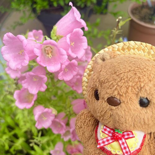 いちにち くもりで じめじめ あつかったよ💦
おひさま はやく あいたいなあ…
おさんぽこーすの しょくぶつえん きょは おやすみ だったけど とっても かわい ふうりんそうの おはな みつけて うれしかったよ～💖
‪(՞ .  ̫ .՞)︎💕︎