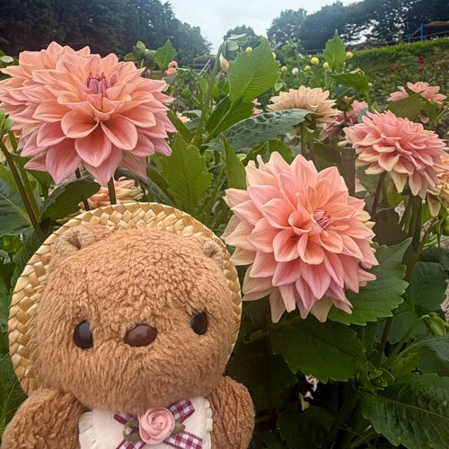 きのう なつの だりあえん いってきたよ～🎶
また おしゃしん とりすぎちゃたから あしたも とうこう するね📸
かいぬし いま にわとりさんと だりあの えを かいてるから ちょうど みごろに いけて うれしそだったよ～💖
‪(՞ .  ̫ .՞)︎💕︎