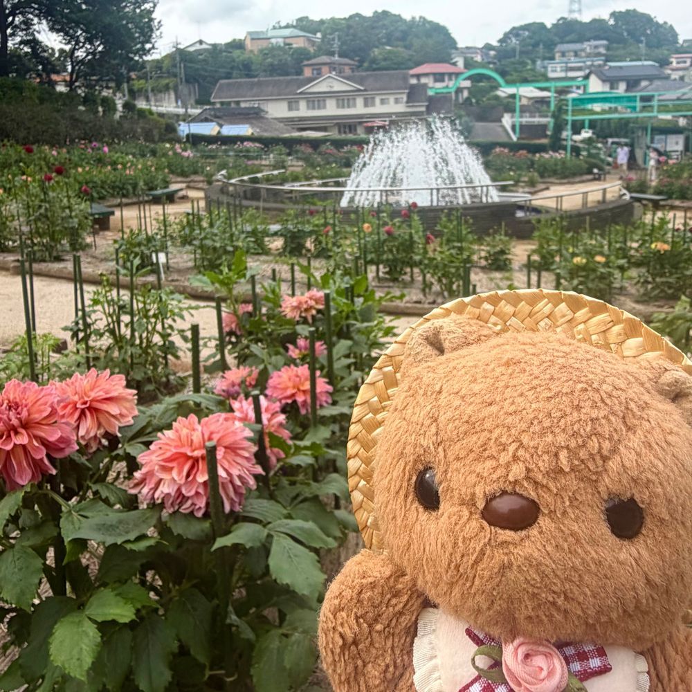 きのう なつの だりあえん いってきたよ～🎶
また おしゃしん とりすぎちゃたから あしたも とうこう するね📸
かいぬし いま にわとりさんと だりあの えを かいてるから ちょうど みごろに いけて うれしそだったよ～💖
‪(՞ .  ̫ .՞)︎💕︎