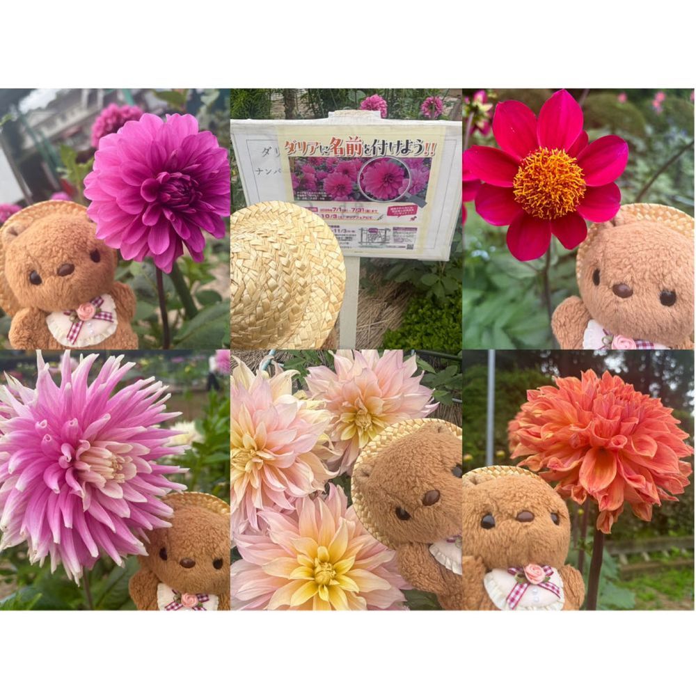 きのうは そふぁで ふわもこえすえぬえす みてたら そのまま ねんね しちゃて とうこう できなかったよ~💦
だりあえん つづき🐿
かいぬしが おしゃしん とりすぎちゃて えらべないから だりあ ずかん みたいに まとめて もらったよ💖
4まいめは ぜんぶ りすの おかお みたいな まんまる🎶
のせきれなかった しゅるいも みんな きれい だったよ~✨️
あと おまけの おしゃしんも あるから とうこう するね📸
(՞ . ̫ .՞)︎💕︎