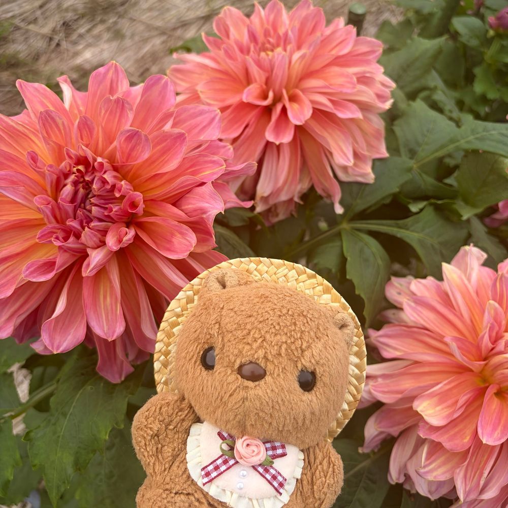 きのうは そふぁで ふわもこえすえぬえす みてたら そのまま ねんね しちゃて とうこう できなかったよ~💦
だりあえん つづき🐿
かいぬしが おしゃしん とりすぎちゃて えらべないから だりあ ずかん みたいに まとめて もらったよ💖
4まいめは ぜんぶ りすの おかお みたいな まんまる🎶
のせきれなかった しゅるいも みんな きれい だったよ~✨️
あと おまけの おしゃしんも あるから とうこう するね📸
(՞ . ̫ .՞)︎💕︎