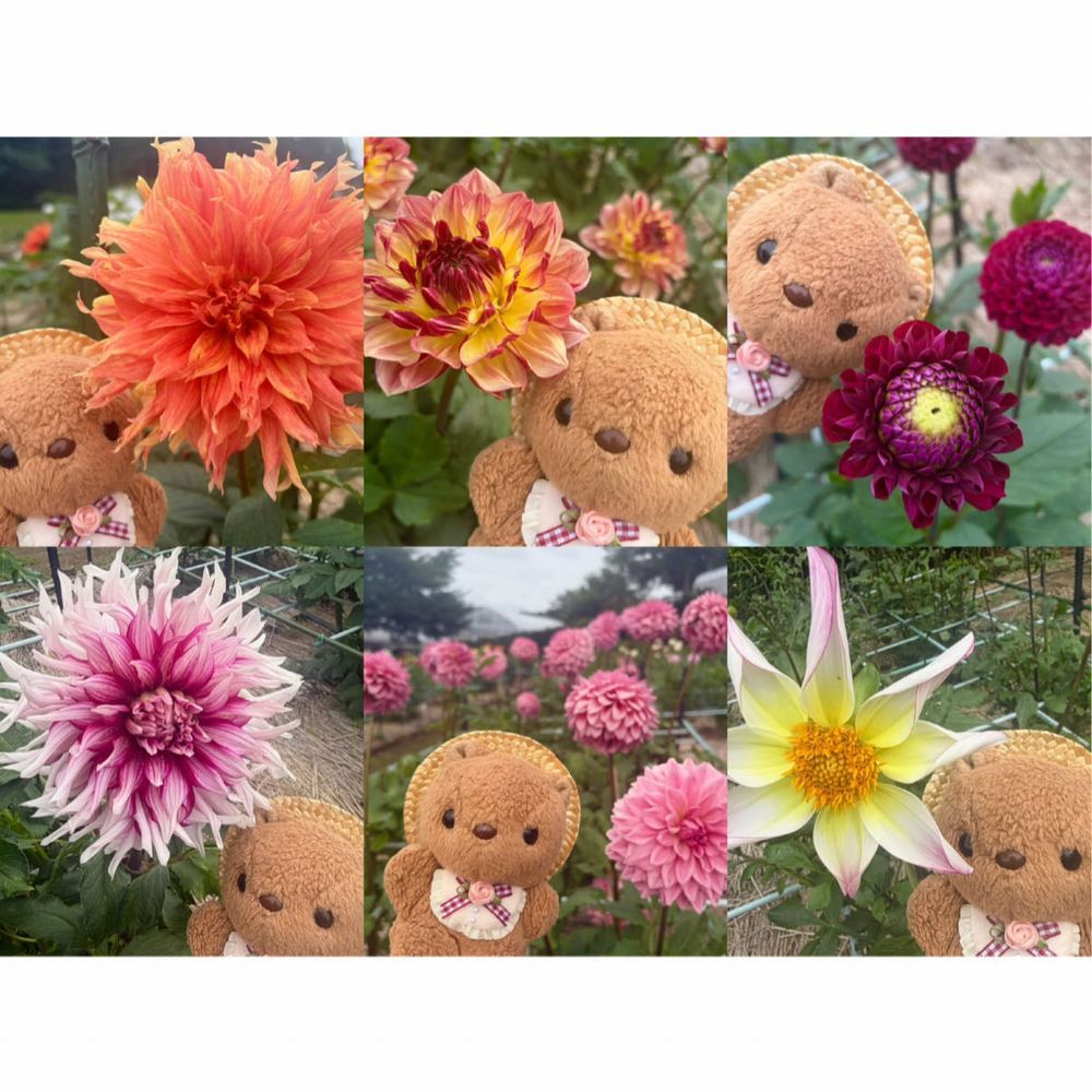 きのうは そふぁで ふわもこえすえぬえす みてたら そのまま ねんね しちゃて とうこう できなかったよ~💦
だりあえん つづき🐿
かいぬしが おしゃしん とりすぎちゃて えらべないから だりあ ずかん みたいに まとめて もらったよ💖
4まいめは ぜんぶ りすの おかお みたいな まんまる🎶
のせきれなかった しゅるいも みんな きれい だったよ~✨️
あと おまけの おしゃしんも あるから とうこう するね📸
(՞ . ̫ .՞)︎💕︎