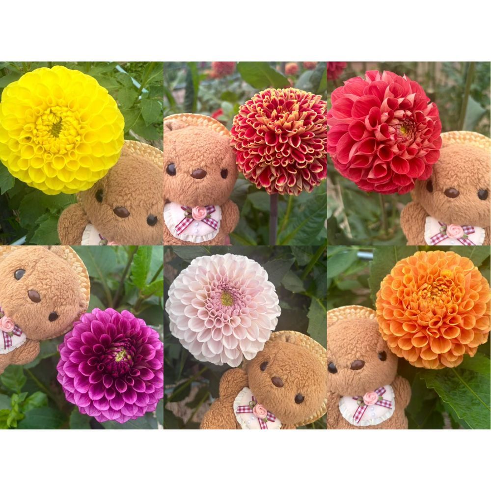 きのうは そふぁで ふわもこえすえぬえす みてたら そのまま ねんね しちゃて とうこう できなかったよ~💦
だりあえん つづき🐿
かいぬしが おしゃしん とりすぎちゃて えらべないから だりあ ずかん みたいに まとめて もらったよ💖
4まいめは ぜんぶ りすの おかお みたいな まんまる🎶
のせきれなかった しゅるいも みんな きれい だったよ~✨️
あと おまけの おしゃしんも あるから とうこう するね📸
(՞ . ̫ .՞)︎💕︎