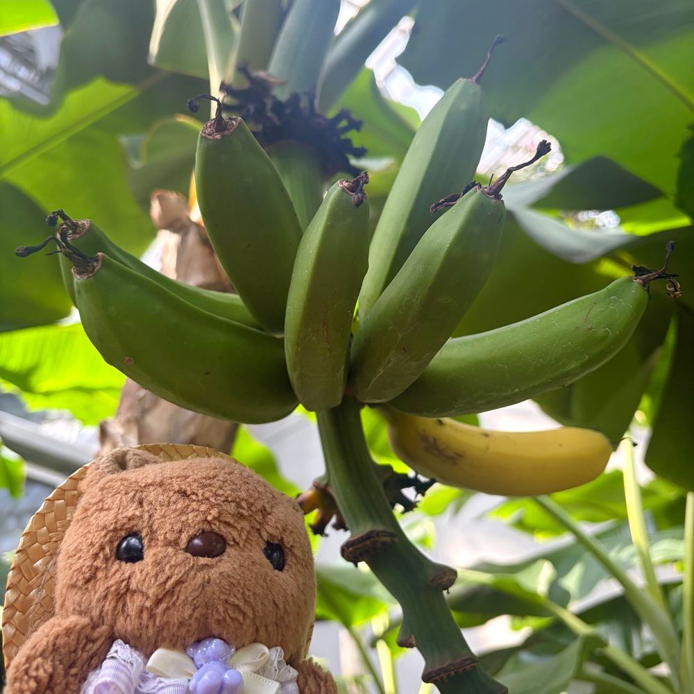 🐿りすちゃんたんけんたいの ぼうけん その1🐿

1まいめ
しゅっぱつの あさ きりりな おかおで けついする りすちゃんたいちょ✨️

2まいめ 3まいめ
しょくりょうの ばななを はっけん🍌
ちゃーちゃんたいいんは ばななに むちゅうに なり とつぜんの だだっこ

4まいめ
けわしい じゃんぐるを りすちゃんたいちょ ひとりで すすむことに⋯‼️

つづきは また あした🎶
‪(՞ .  ̫ .՞)︎💕︎