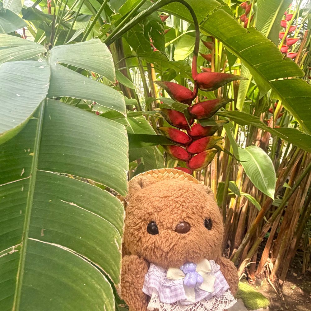 🐿りすちゃんたんけんたいの ぼうけん その1🐿

1まいめ
しゅっぱつの あさ きりりな おかおで けついする りすちゃんたいちょ✨️

2まいめ 3まいめ
しょくりょうの ばななを はっけん🍌
ちゃーちゃんたいいんは ばななに むちゅうに なり とつぜんの だだっこ

4まいめ
けわしい じゃんぐるを りすちゃんたいちょ ひとりで すすむことに⋯‼️

つづきは また あした🎶
‪(՞ .  ̫ .՞)︎💕︎