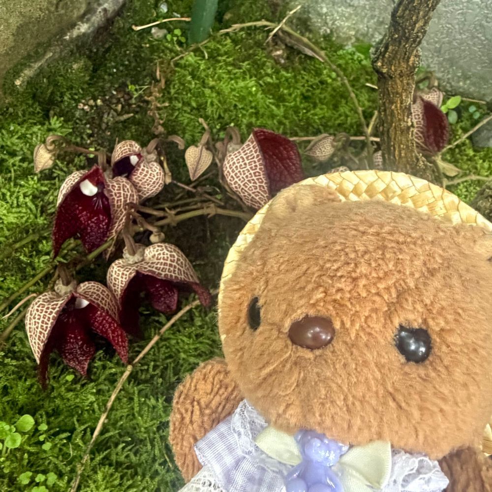 🐿りすちゃんたんけんたいの ぼうけん その2🐿
いきもの なのか⁉️ わな なのか⁉️
じゃんぐるの きけんな しょくぶつたち⚠️
1まいめ
おっきな けむし⁉️と あかい もけけに けいかいを つよめる りすちゃんたいちょ
2まいめ
だーすべいだーさんに にてるという まぼろしの おはな ありすとろきあ さるばどれんきす はっけん‼️
3まいめ
みちの せいぶつ としか おもえない しょくぶつに そうぐう‼️
おもわず びっくりぽーず
4まいめ
とげとげの わな なのか⁉️と ちかづく りすちゃんたいちょ
ひすいかずらの うつくし おはなで ひとあんしん⋯
きんちょの れんぞく‼️
つづきは また あした🎶
(՞ . ̫ .՞)︎💕︎
