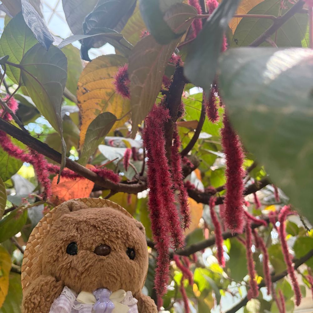 🐿りすちゃんたんけんたいの ぼうけん その2🐿
いきもの なのか⁉️ わな なのか⁉️
じゃんぐるの きけんな しょくぶつたち⚠️
1まいめ
おっきな けむし⁉️と あかい もけけに けいかいを つよめる りすちゃんたいちょ
2まいめ
だーすべいだーさんに にてるという まぼろしの おはな ありすとろきあ さるばどれんきす はっけん‼️
3まいめ
みちの せいぶつ としか おもえない しょくぶつに そうぐう‼️
おもわず びっくりぽーず
4まいめ
とげとげの わな なのか⁉️と ちかづく りすちゃんたいちょ
ひすいかずらの うつくし おはなで ひとあんしん⋯
きんちょの れんぞく‼️
つづきは また あした🎶
(՞ . ̫ .՞)︎💕︎