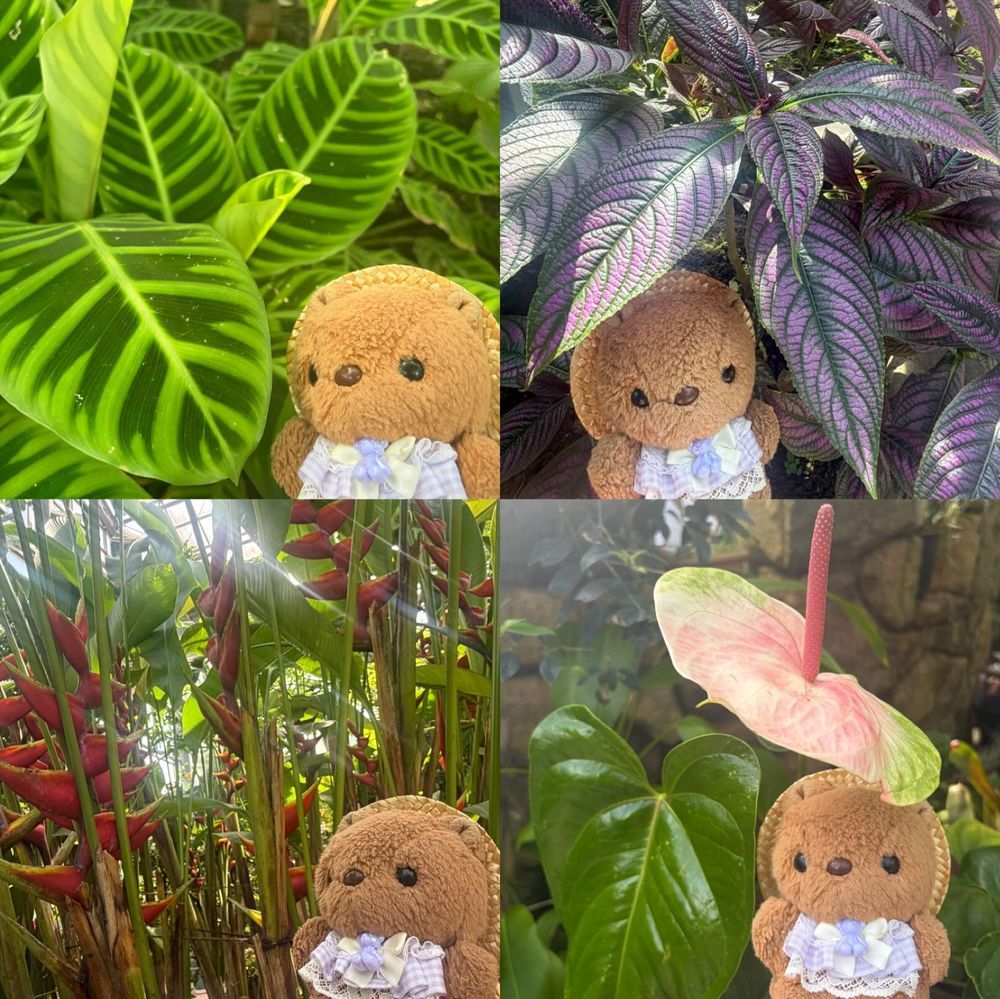 🐿りすちゃんたんけんたいの ぼうけん その3🐿
1まいめ
おみずの ほきゅうの ため たきに むかった りすちゃんたいちょ
たきの まわりでは きらきらの いしょうを みにつけた なぞの ぶぞく “こすぷれいやーさん”に そうぐう‼️
しばらく ようすを みていたが たのしそうに さっていった⋯
2まいめ
また みちの しょくぶつ⋯⋯ いや おっきな きゅうけつ こうもりだ‼️
ききいっぱつの りすちゃんたいちょ
3まいめ
こうもりから にげだし たびびとのきを みちしるべに じゃんぐるを すすむ⋯‼️
4まいめ
ようやく じゃんぐるを ぬけて さぼてんの むらに とうちゃく
いつのまにか さきに とうちゃく していた ちゃーちゃんたいいんと ぶじに ごうりゅう‼️
どうやって たどりついたのか⋯⁉️
これにて りすちゃんたんけんたいの ぼうけんは しゅうりょう💖
つぎの ぼうけんは いつに なるのかな🎶
(՞ . ̫ .՞)💕みんな みてくれて ありがとだよ~︎💕︎