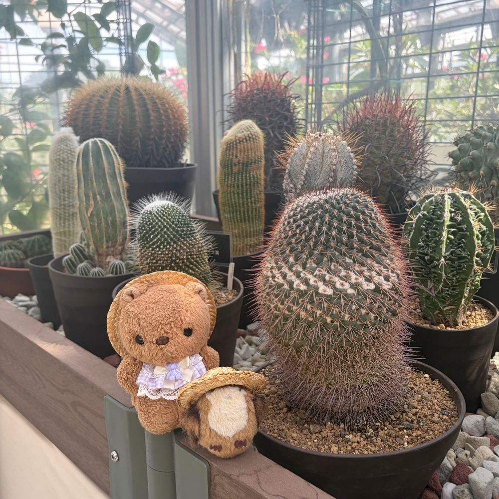 🐿りすちゃんたんけんたいの ぼうけん その3🐿
1まいめ
おみずの ほきゅうの ため たきに むかった りすちゃんたいちょ
たきの まわりでは きらきらの いしょうを みにつけた なぞの ぶぞく “こすぷれいやーさん”に そうぐう‼️
しばらく ようすを みていたが たのしそうに さっていった⋯
2まいめ
また みちの しょくぶつ⋯⋯ いや おっきな きゅうけつ こうもりだ‼️
ききいっぱつの りすちゃんたいちょ
3まいめ
こうもりから にげだし たびびとのきを みちしるべに じゃんぐるを すすむ⋯‼️
4まいめ
ようやく じゃんぐるを ぬけて さぼてんの むらに とうちゃく
いつのまにか さきに とうちゃく していた ちゃーちゃんたいいんと ぶじに ごうりゅう‼️
どうやって たどりついたのか⋯⁉️
これにて りすちゃんたんけんたいの ぼうけんは しゅうりょう💖
つぎの ぼうけんは いつに なるのかな🎶
(՞ . ̫ .՞)💕みんな みてくれて ありがとだよ~︎💕︎