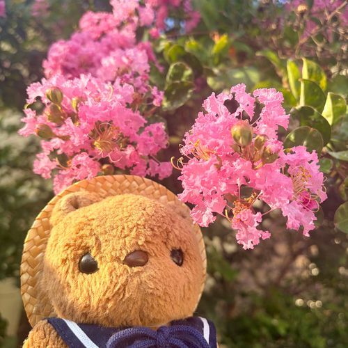 なつを かんじる さるすべりの おはなが さいてたよ～✨️
きれいな ぴんくいろ だね💖

きょも あちあち だったけど おっきな こうえんは なんだか にぎやか だったよ🎶
ちゃーちゃんは なつが いちばん げんき みたい🤭
‪(՞ .  ̫ .՞)︎💕︎