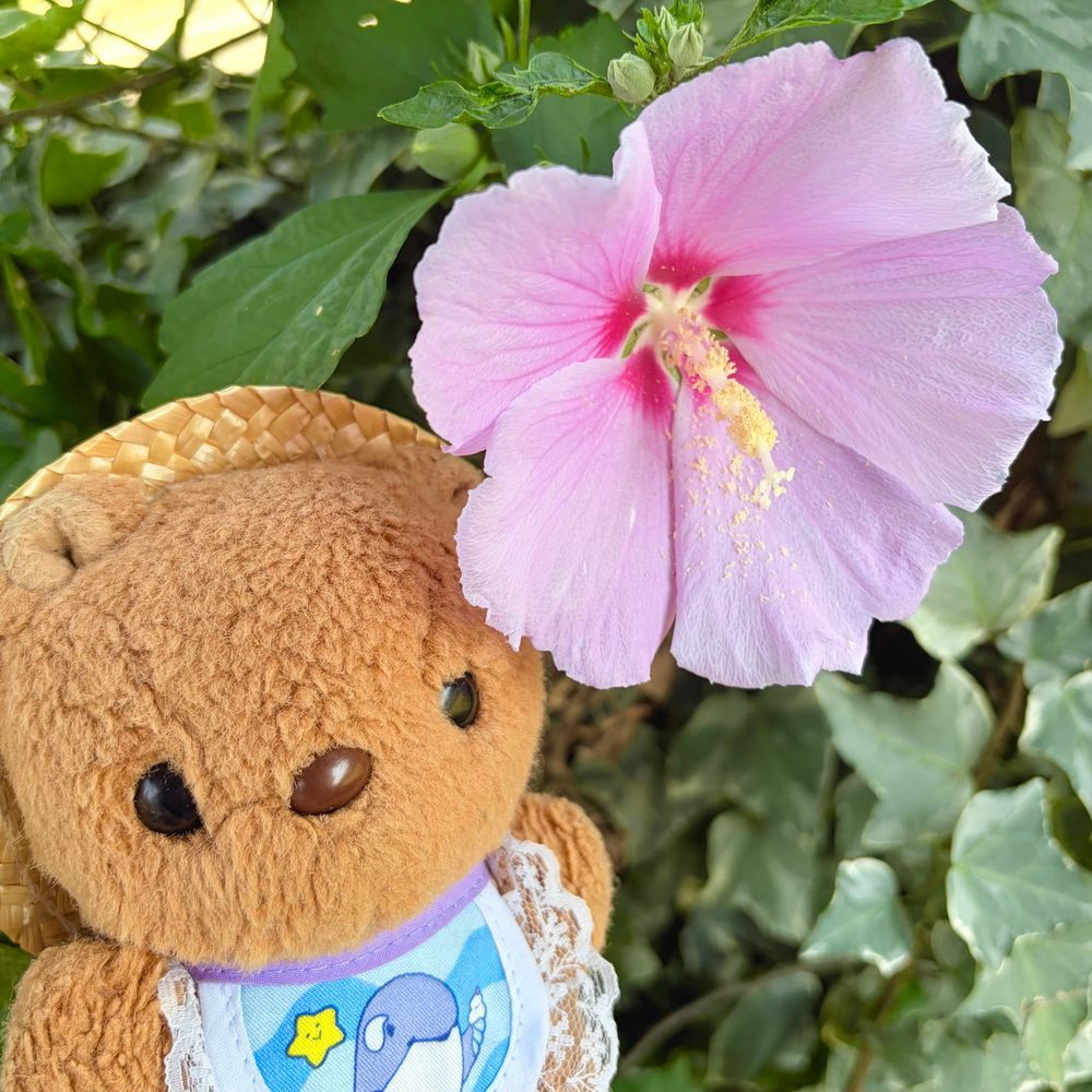 さいきん おきにいり はーげんだっつの じぇらーと🍨
そるてぃきゃらめると ぴすたちお だよ~💖
りすの おうちの ほうも やっと つゆあけ したの☀️
きょは わーるどかっぷの けっしょせん みて ねむねむ だったから ごごに ちょとだけ おさんぽ🎶
あしたは もっと あつく なるなんて しんじられないよ~💦
(՞ . ̫ .՞)︎💕︎