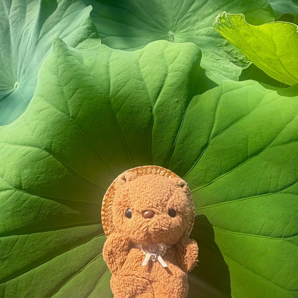 きょは あさ はやく おきて はすの おはな みにいったの🪷
まいとし いく はすの たんぼ きょねん きれいに せいび したんだけど りすが ちかづける ところには あんまり さいてなくて おしゃしんが すくないよ～💦
ちゃーちゃんも いっしょに いったから たんぼの となりの こうえんで あそんで かえりに こめだもーにんぐ🍞
はじめて あんばたとーすと たのんだよ～💖
‪(՞ .  ̫ .՞)︎💕︎