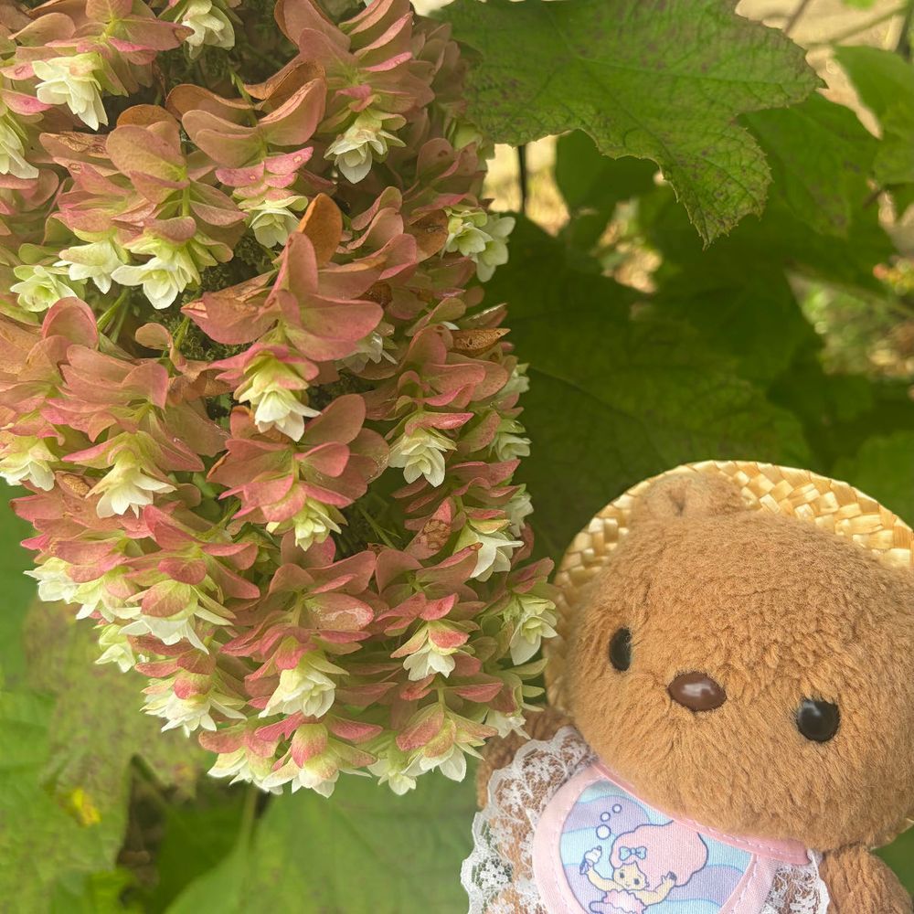 きょは おひると よる 2かいも げりらごうう あって びっくり しちゃたよ～💦
おそら ごきげん わるいね💦

ゆうがた おかいもの いったときは おそら きれい だったなあ✨️
6がつに みごろで まっしろ だった かしわばあじさいが こんなに すてきな おいろに へんしん したよ～💖
‪(՞ .  ̫ .՞)︎💕︎