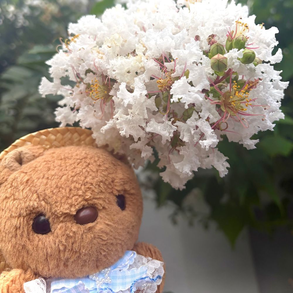 きょは ごはんの おかいもの いって ちょとだけ こうえんに よったよ🎶
りすと ちゃーちゃん かっこい おしゃしん とって もらったの✨️
みどりの したに いると すずしねえ🌿
かえりみち しろい さるすべりの おはなも みつけたよ~💖
(՞ . ̫ .՞)︎💕︎