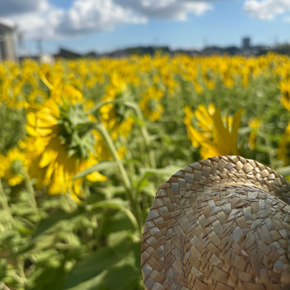 きょは ひまわりを みにいったよ～🌻

のうえんの にんげんさんが みんなが たのしめるよに まいとし そだてて くれてる ひまわり なんだあ💖

3まいめの おしゃしんは うしろを むいてる ひまわりさんの まねっこ してみたの🤭

りすの おうちのほうは また あちあちが もどって きちゃたけど げんき わけて もらえたよ～🎶
‪(՞ .  ̫ .՞)︎💕︎