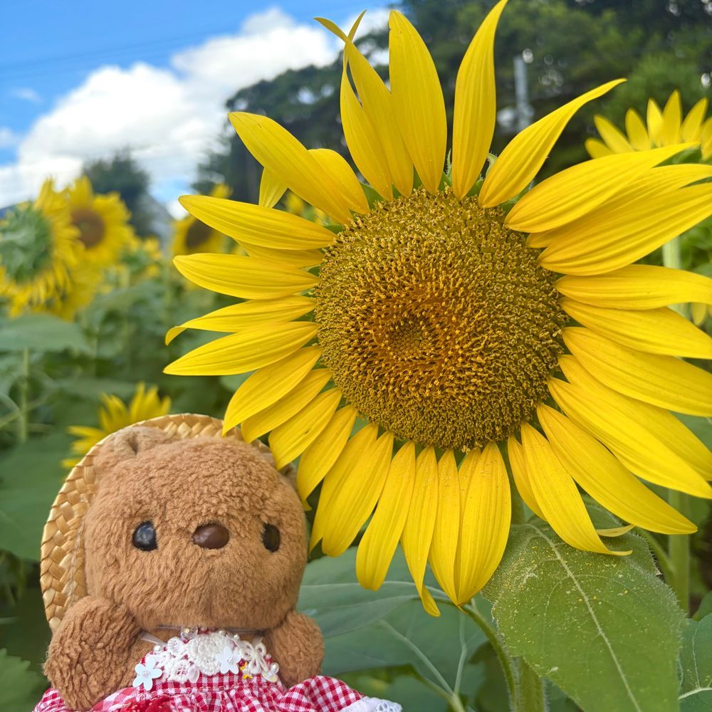 きょは ひまわりを みにいったよ～🌻

のうえんの にんげんさんが みんなが たのしめるよに まいとし そだてて くれてる ひまわり なんだあ💖

3まいめの おしゃしんは うしろを むいてる ひまわりさんの まねっこ してみたの🤭

りすの おうちのほうは また あちあちが もどって きちゃたけど げんき わけて もらえたよ～🎶
‪(՞ .  ̫ .՞)︎💕︎