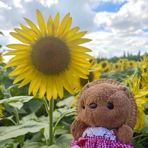 きょは ひまわりを みにいったよ～🌻

のうえんの にんげんさんが みんなが たのしめるよに まいとし そだてて くれてる ひまわり なんだあ💖

3まいめの おしゃしんは うしろを むいてる ひまわりさんの まねっこ してみたの🤭

りすの おうちのほうは また あちあちが もどって きちゃたけど げんき わけて もらえたよ～🎶
‪(՞ .  ̫ .՞)︎💕︎