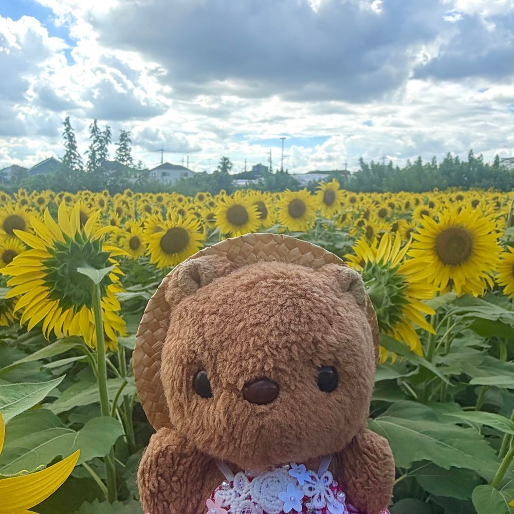 きょは ひまわりを みにいったよ～🌻

のうえんの にんげんさんが みんなが たのしめるよに まいとし そだてて くれてる ひまわり なんだあ💖

3まいめの おしゃしんは うしろを むいてる ひまわりさんの まねっこ してみたの🤭

りすの おうちのほうは また あちあちが もどって きちゃたけど げんき わけて もらえたよ～🎶
‪(՞ .  ̫ .՞)︎💕︎
