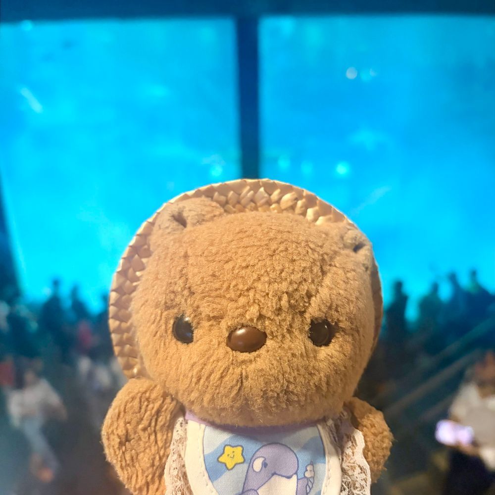 きのうは かさいの すいぞくかんにいったよ～🐟
おぼんやすみで にんげんさんが い～ぱい👀‼️

かいぬしが なんだか ばたばた してたから あした また おしゃしん とうこう するね🎶
‪(՞ .  ̫ .՞)︎💕︎